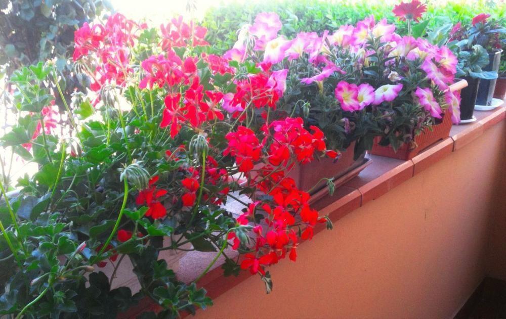 A Casa Doina Airport2 Bed & Breakfast Pisa Exterior foto